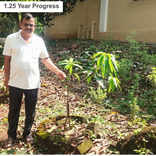 Agroforests in Action: Howden Insurance Employees Make an Impact – 1 year