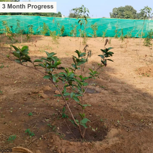 "Eco-Engagement: MongoDB’s Urban Forest Tree Planting for a Greener World" – 6 months