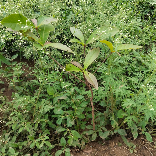 “Cimpress Bangalore's Green Quest: Building Urban Forests, Empowering Employees” – 6 months