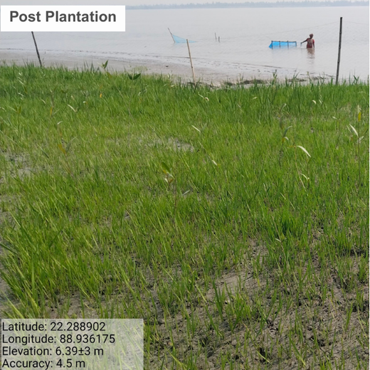 Decarbonizing Aviation with Mangroves: SAFA at India Climate Week 2026 – Planting