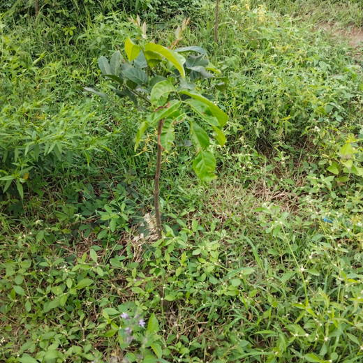 Cultivating Urban Change: Zededa India’s Tree Planting Drive – 6 months