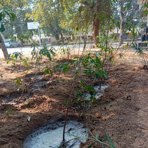 Innovating Sustainability: Xebia’s Urban Forest Footprint – 1 year