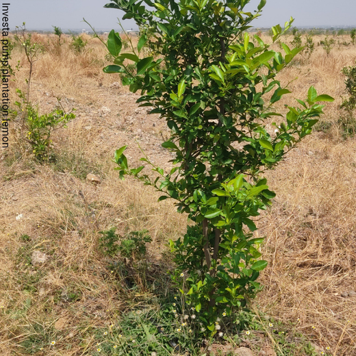 Investa Pumps Cultivates Change: A CSR Initiative for Agroforestry and Sustainability – 6 months