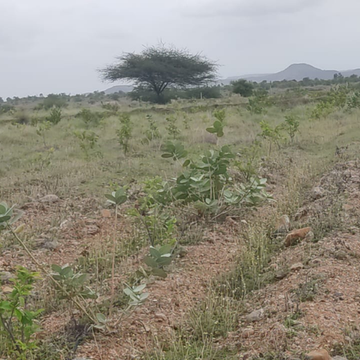 Investa Pumps Cultivates Change: A CSR Initiative for Agroforestry and Sustainability – 1 year