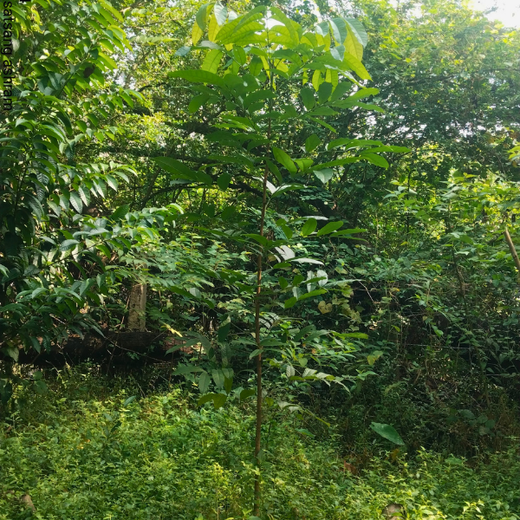 “Cimpress Mumbai Goes Green: Creating Urban Forests Through Employee Engagement” – 1 year