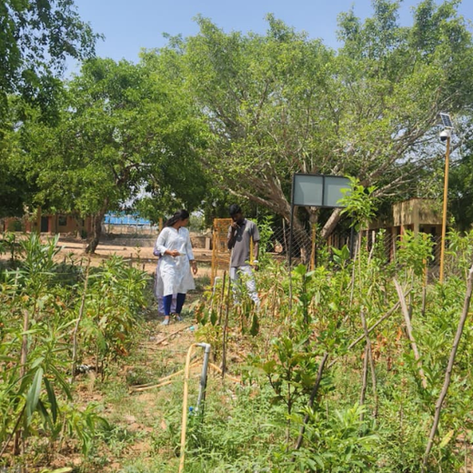 Caterpillar's Legacy: A Learning forest in Denkanikottai Tamilnadu – 1 year