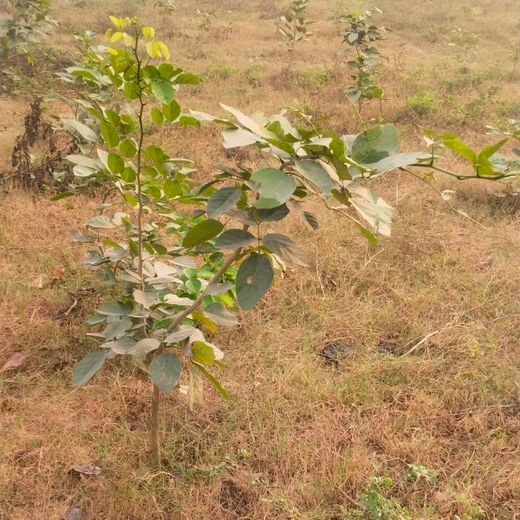 Dr. Jitendra Singh Forest: Planting Seeds of Leadership and Sustainability in Noida – 6 months