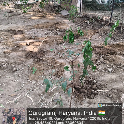 CSR Green Drive 2025: Techno Electric & Engineering’s ESG Plantation – 6 months