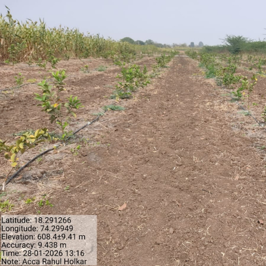 Growing Green Legacies – ACCA Agroforest, Saswad – Planting