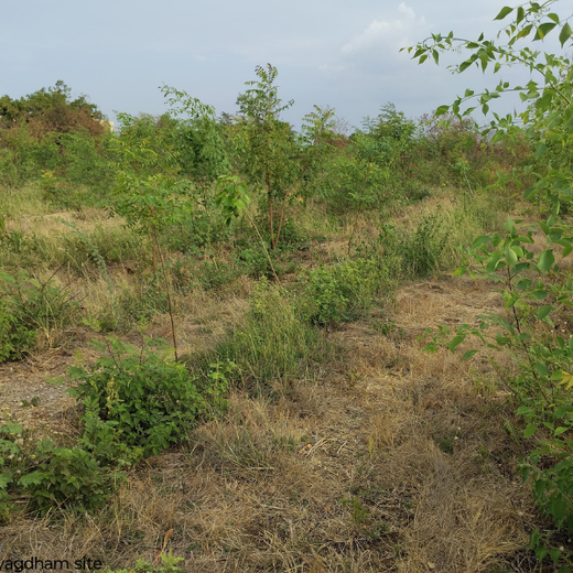 Alliance Bernstein’s Step Toward Greener Cities with Urban Forest Engagement – 6 months