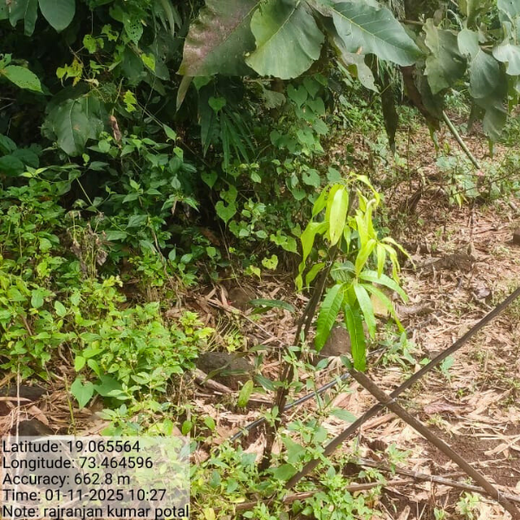 Beyond the Waves: Castle Ships’ Agroforestry Drive for Climate Action – 1 year