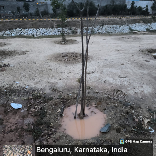 Long Live the Queens: Celebrating Wives' Birthdays with a Tree Plantation Tribute – 6 months