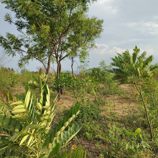 Valmont Structures: Growing Urban Forests, Growing Responsibility – 6 months