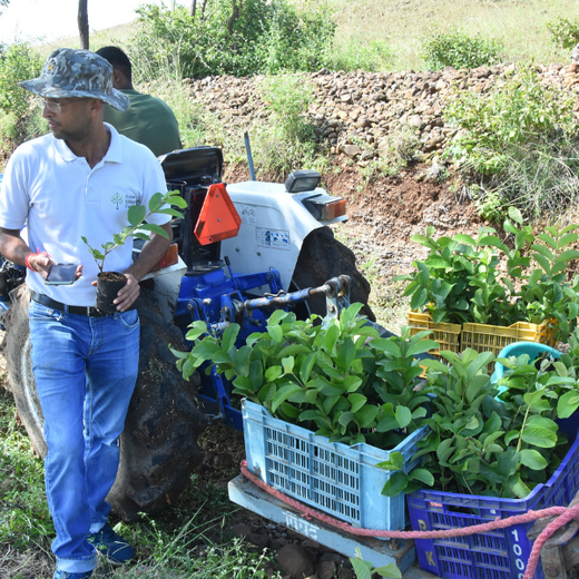 Accops Brings Green Gifts to Diwali: A Tree Plantation Initiative in Agroforestry – Planting