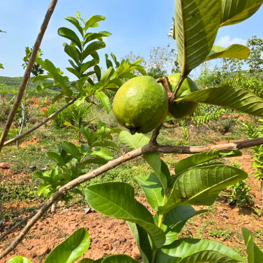 Apollo Tyres’ Mission to Boost Farmer Livelihoods and Tree cover in Andhra Pradesh – 2 years