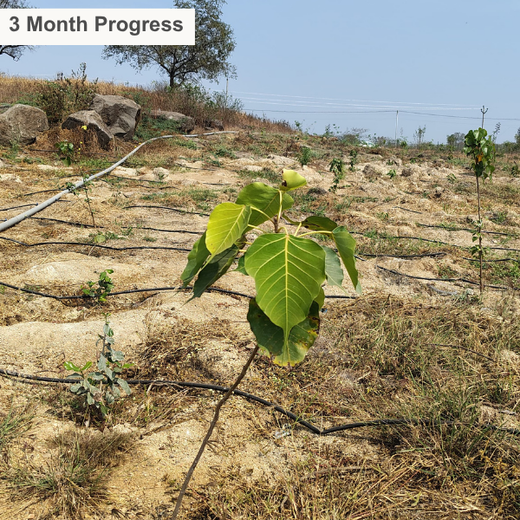 Building a Greener Future: Light & Wonder's Urban Forest Initiative for Sustainability – 6 months
