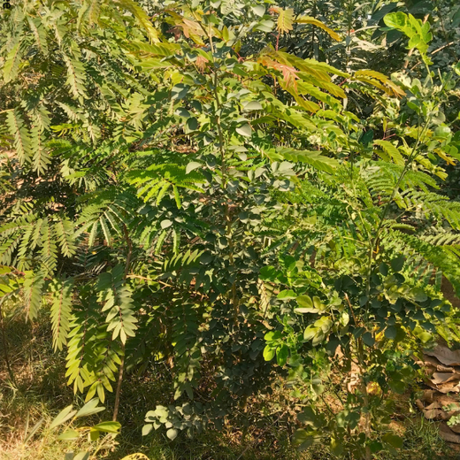 Greening Ahmedabad: Cimpress’s Urban Forest Initiative – 6 months