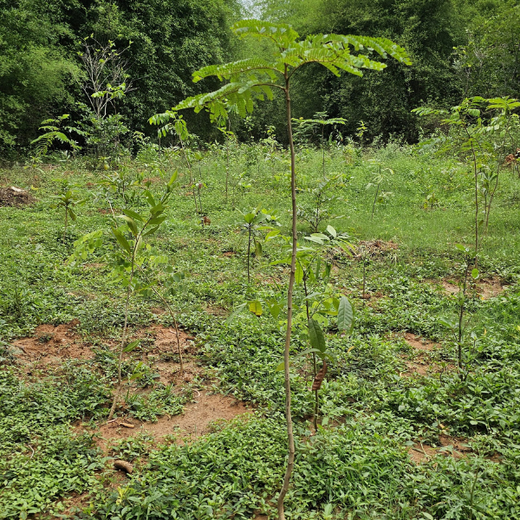 Cultivating Urban Change: Zededa India’s Tree Planting Drive – 1 year