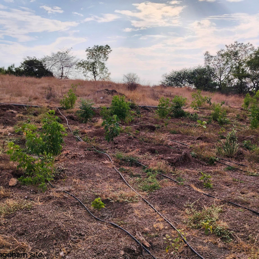 Building a Greener Future: Light & Wonder's Urban Forest Initiative for Sustainability – 1 year