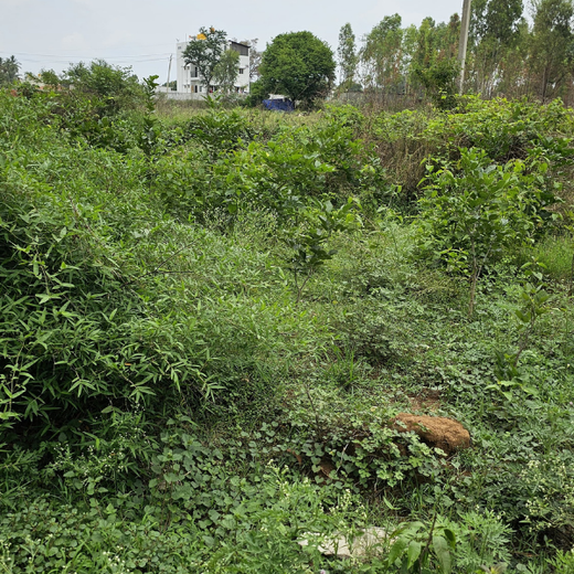 “Cimpress Bangalore's Green Quest: Building Urban Forests, Empowering Employees” – 1 year