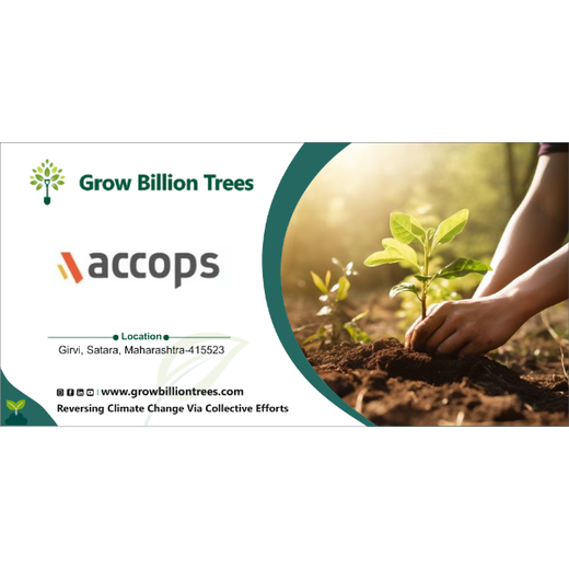 Accops Brings Green Gifts to Diwali: A Tree Plantation Initiative in Agroforestry – 6 months