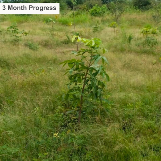 Alliance Bernstein’s Step Toward Greener Cities with Urban Forest Engagement – Planting