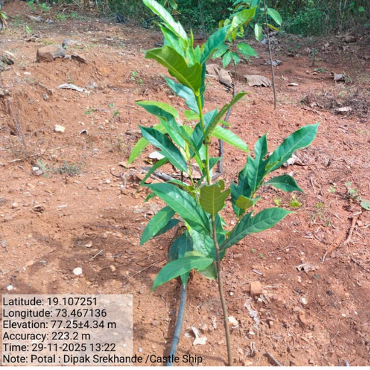 Beyond the Waves: Castle Ships’ Agroforestry Drive for Climate Action – 1 year