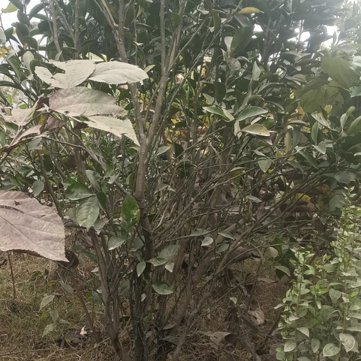 Gensol Delhi: Inspiring Change with an Urban Forest – 1 year
