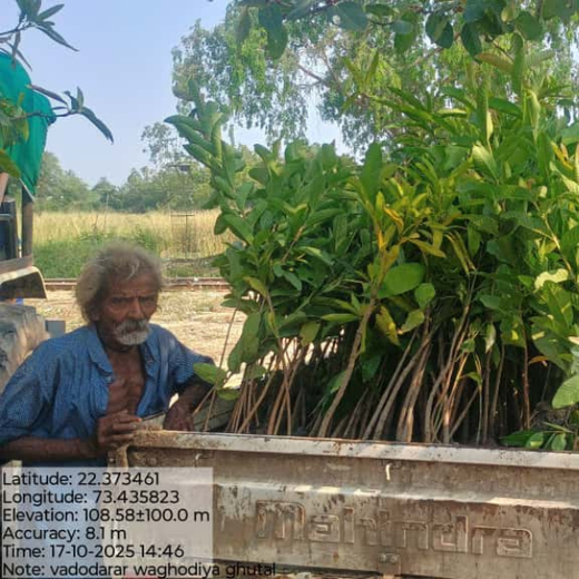 Apollo Tyres: Growing Livelihoods and Green Cover in Gujarat – Planting