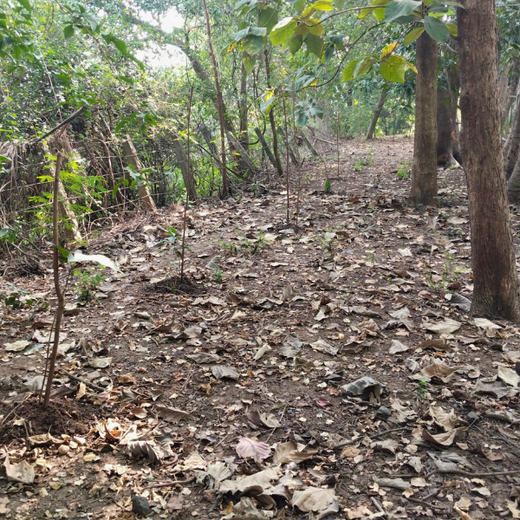 “Cimpress Mumbai Goes Green: Creating Urban Forests Through Employee Engagement” – 6 months