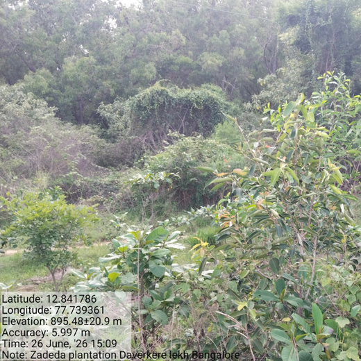 Cultivating Urban Change: Zededa India’s Tree Planting Drive – 2 years