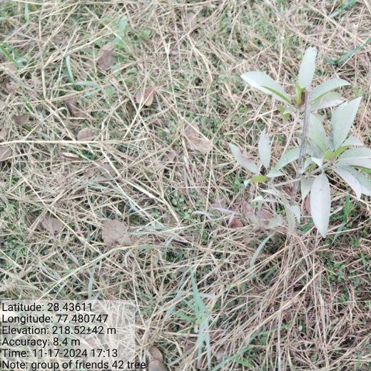 Celebrating Inspiring Women on Women’s Day: Rajpal Singh Duggal’s Urban Forest Initiative – Planting