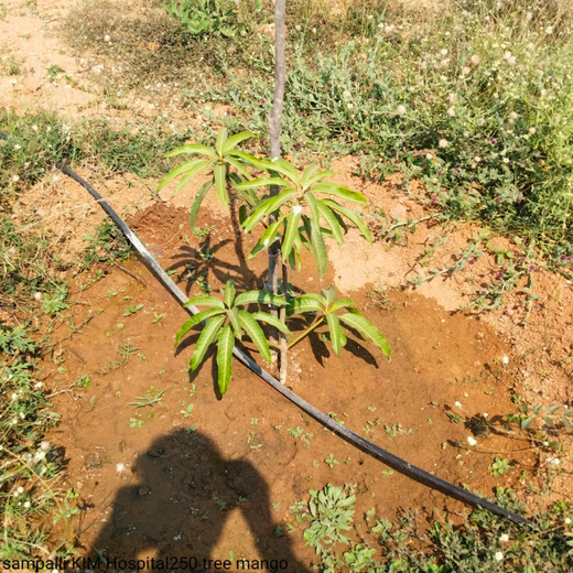 Dr. Shilpi Reddy Foundation & KIMS Hospital: A Tree for Each Girl Born – 6 months