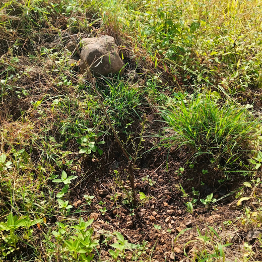 AgroForestry for Digital Payment Awareness Week - By Reserve Bank Of India(RBI) – 1 year