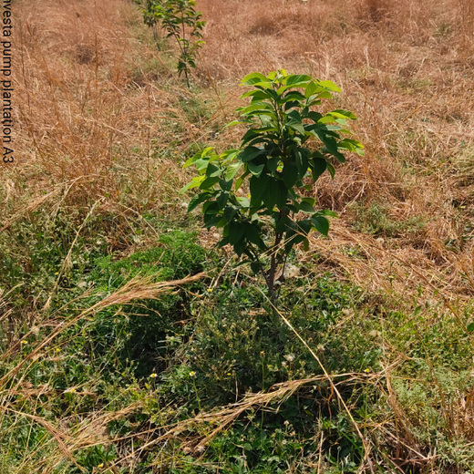 Green Hands, Green Lands: Investa Pumps’ CSR in Action – 1 year
