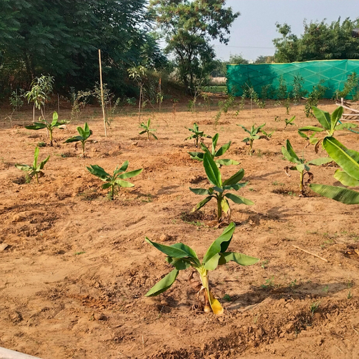 "Eco-Engagement: MongoDB’s Urban Forest Tree Planting for a Greener World" – 6 months