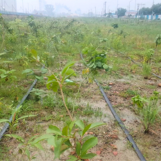 Forest by Design: Godrej Turns Industrial Space into Biodiversity Hub – 1 year