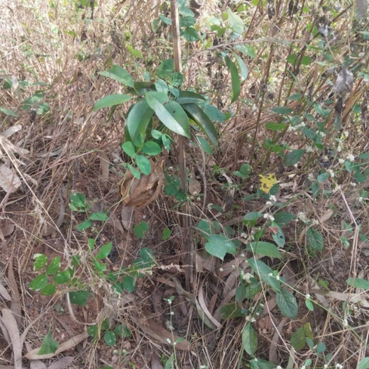 Agroforest Ambitions: Talent500 Plants the Seeds for a Greener Bangalore – 6 months