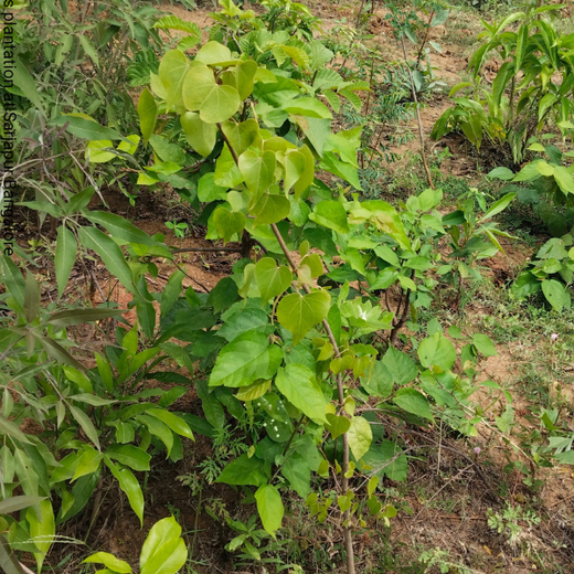 NatWest Digital Services India’s Urban Forest Initiative in Bengaluru – 1 year
