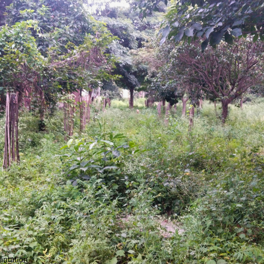 Innovation Meets Nature: Voya India’s Urban Forest for Employee Engagement – 1 year