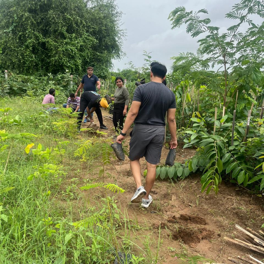 Greening Ahmedabad: Cimpress’s Urban Forest Initiative – Planting