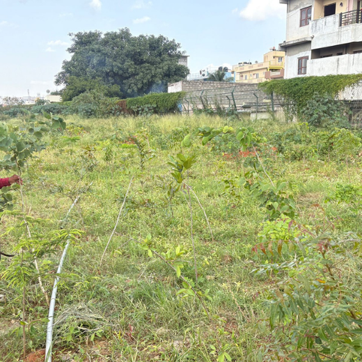 TotalEnergies Brings Together Teams to Grow an Urban Micro Forest – 1 year