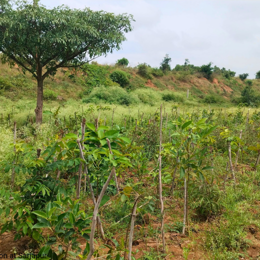 Delivering Sustainability: KWE's Eco-Conscious CSR Journey – 1 year