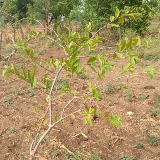 Where Triumph Meets Tradition: TARC's Tree Plantation for Event Winners – 6 months