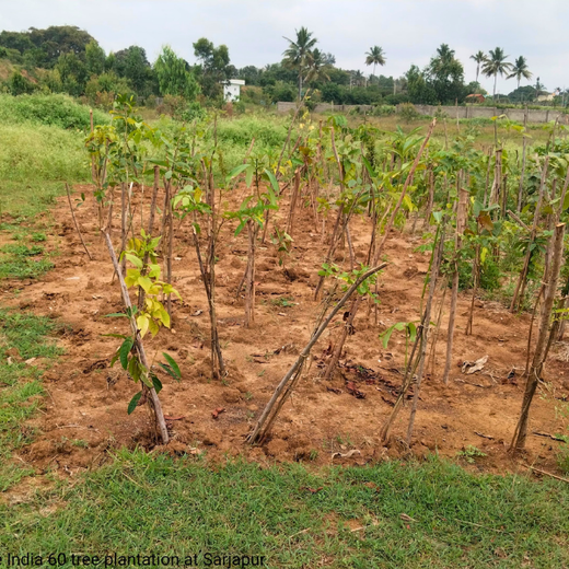 NatWest Digital Services India’s Urban Forest Initiative in Bengaluru – 1 year