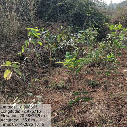 Building Green Futures: ACCA Urban Forest Initiative at JNPA, Mumbai – 6 months