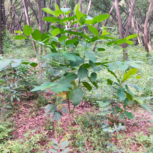 Building a Greener Future: Light & Wonder's Urban Forest Initiative for Sustainability – 2 years