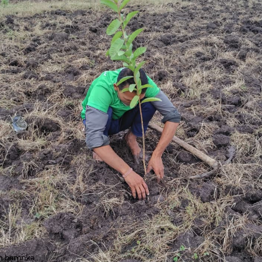 Every Dot Counts: Swara Baby Products’ Green Initiative with MPL – Planting