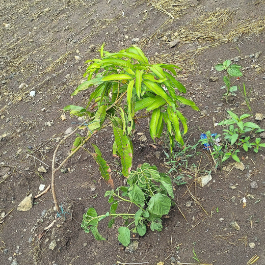 40 Years Strong: Planting Trees, Growing Memories in Agroforests – 1 year