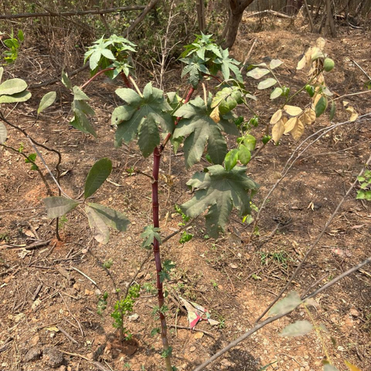 Fluke Technologies’ CSR Effort to Restore Urban Nature – 1 year
